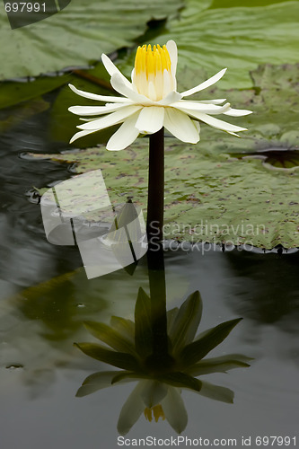 Image of Flower Reflection