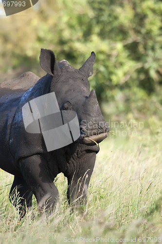 Image of White Rhino Feeding