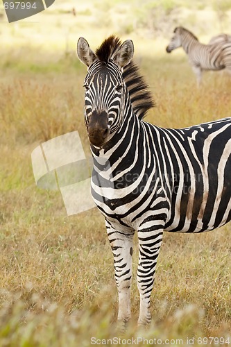 Image of Zebra