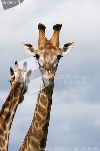 Image of Giraffe