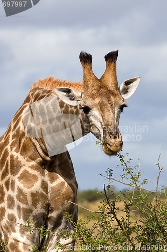 Image of Giraffe Feeding