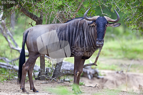 Image of Blue Wildebeest