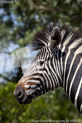 Image of Zebra