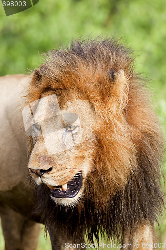 Image of Male Lion