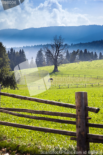 Image of horse in the green field