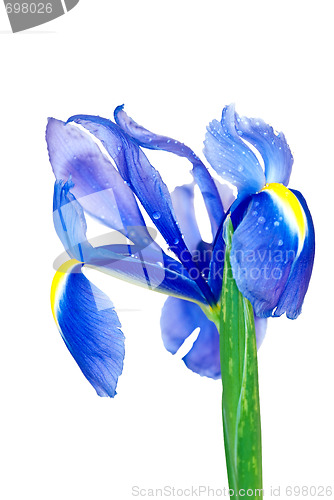 Image of blue iris with droplets