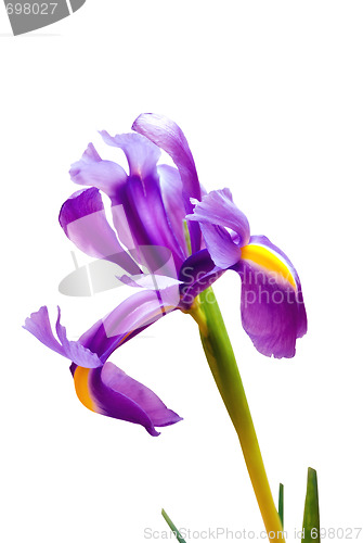 Image of deep purple iris