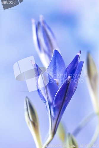 Image of blue brodiaea flower