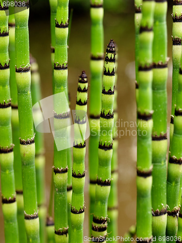 Image of Striped plant stems