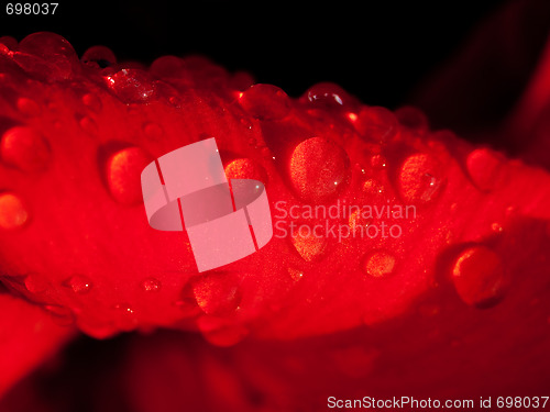 Image of Red rose