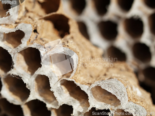 Image of Honey bees nest