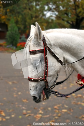 Image of Sad White Horse