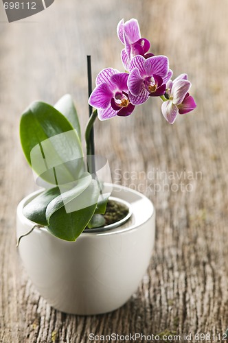 Image of Orchid