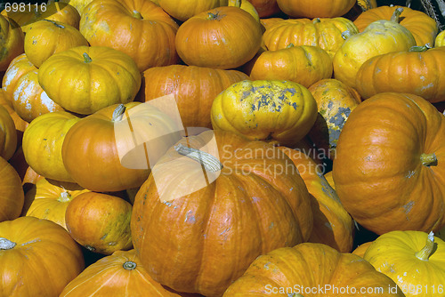 Image of Squash