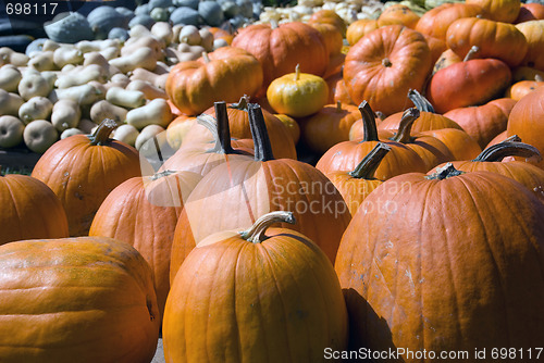 Image of Squash