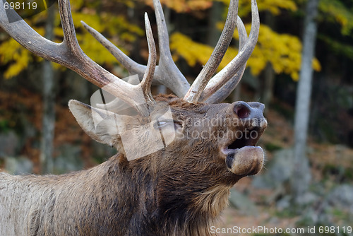 Image of Wapiti