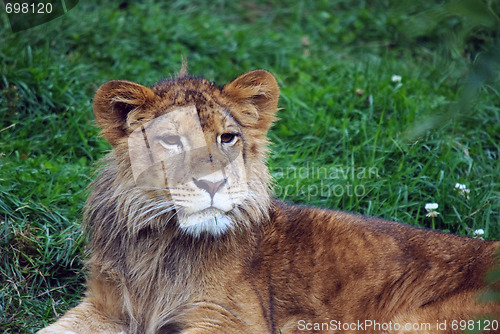 Image of Young male lion
