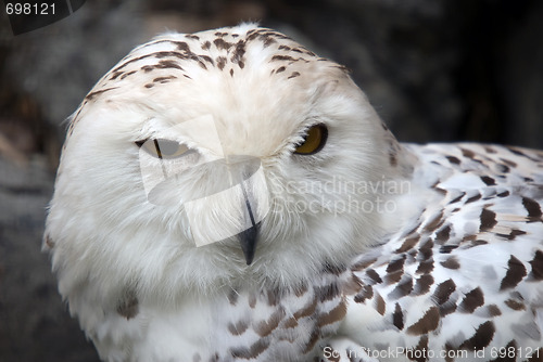 Image of Snowy Owl