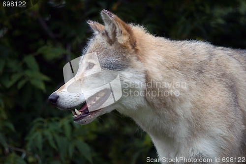 Image of Gray Wolf