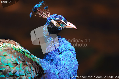 Image of Indian Peafowl
