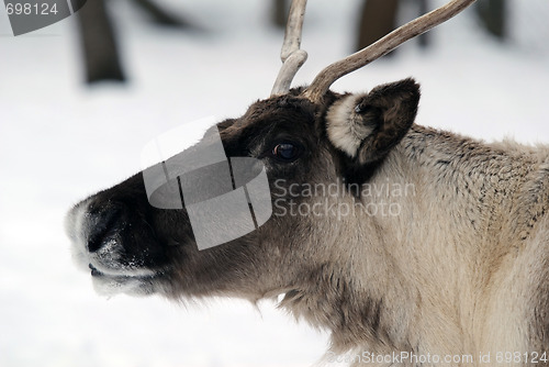 Image of Reindeer