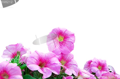 Image of Beautiful Pink Petunias