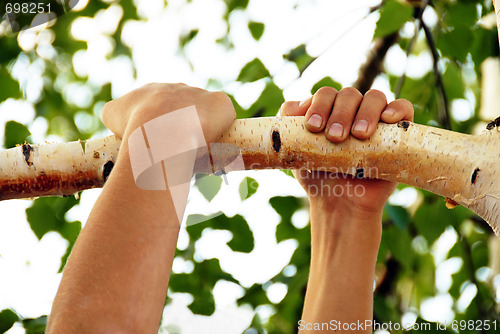 Image of Hanging on branch