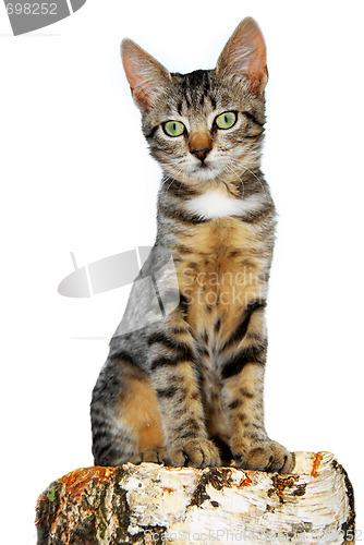 Image of Isolated cat on tree stump