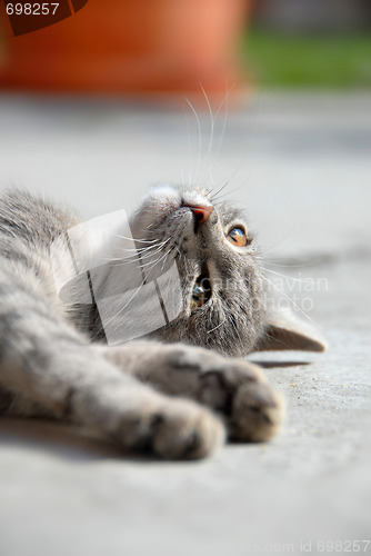 Image of Lying gray cat