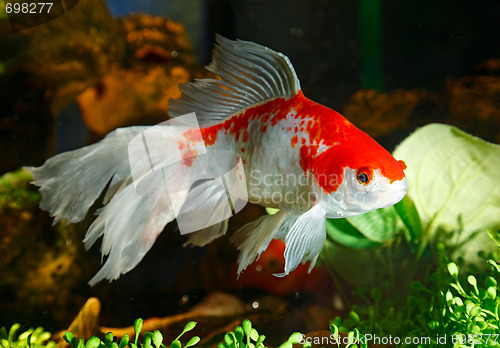 Image of Goldfish