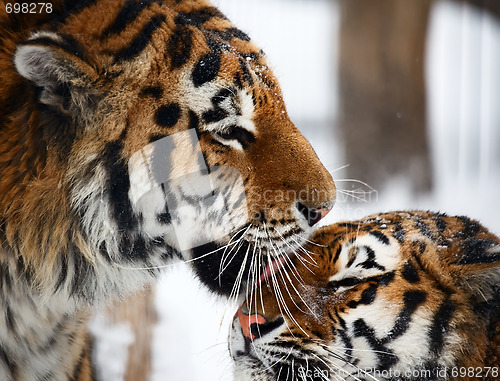 Image of Tigers love