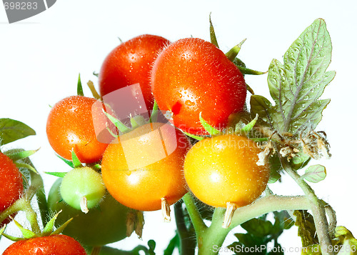 Image of Tomatoes