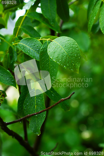 Image of Rain