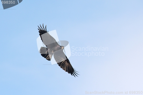 Image of Crow