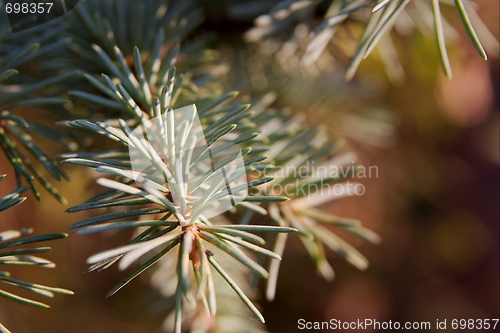 Image of Pine