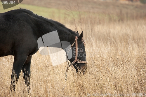 Image of Horse