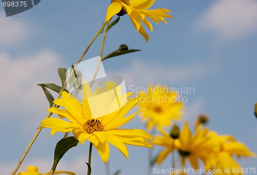 Image of Flowers