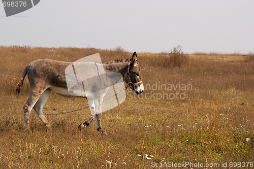 Image of Donkey