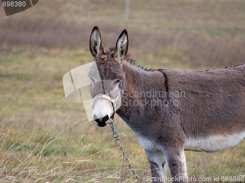 Image of Donkey