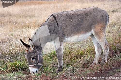 Image of Donkey