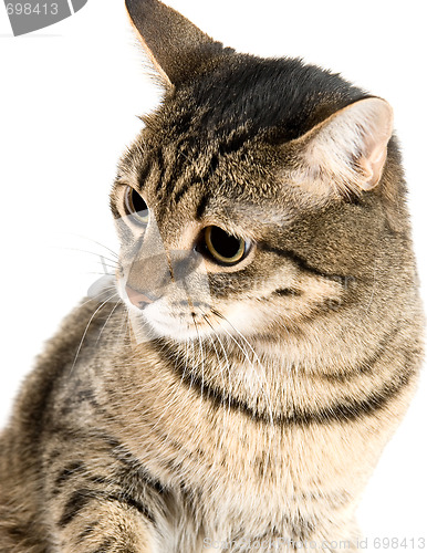 Image of Portrait of Cat