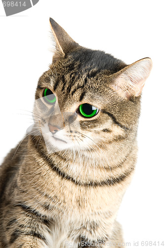 Image of green eye cat
