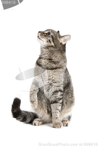 Image of Sitting Cat