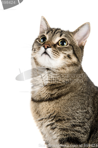 Image of Top Looking cat