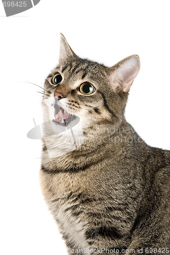 Image of Mewing cat