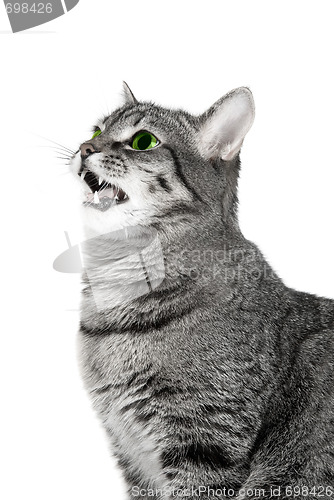 Image of Mewing green eyes cat