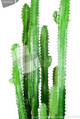 Image of kaktus