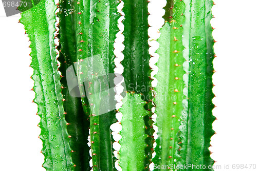 Image of Cactus