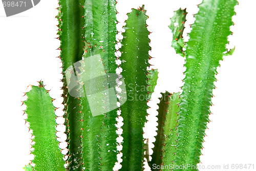 Image of Green Cactus