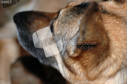 Image of attentive german shephard